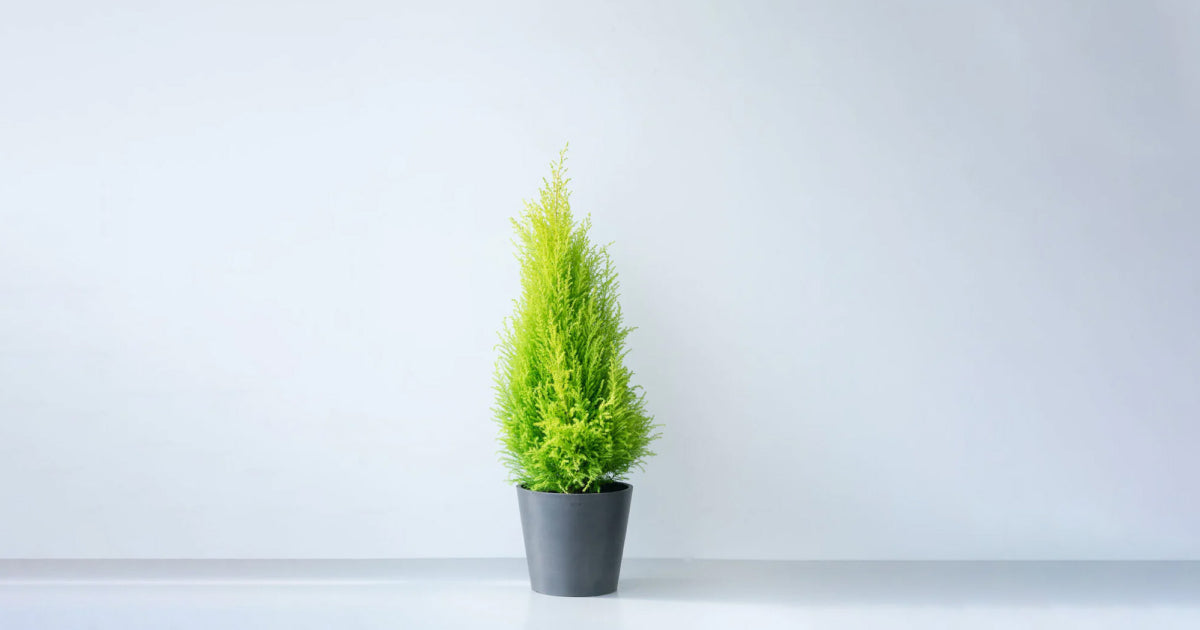 ゴールドクレストの育て方