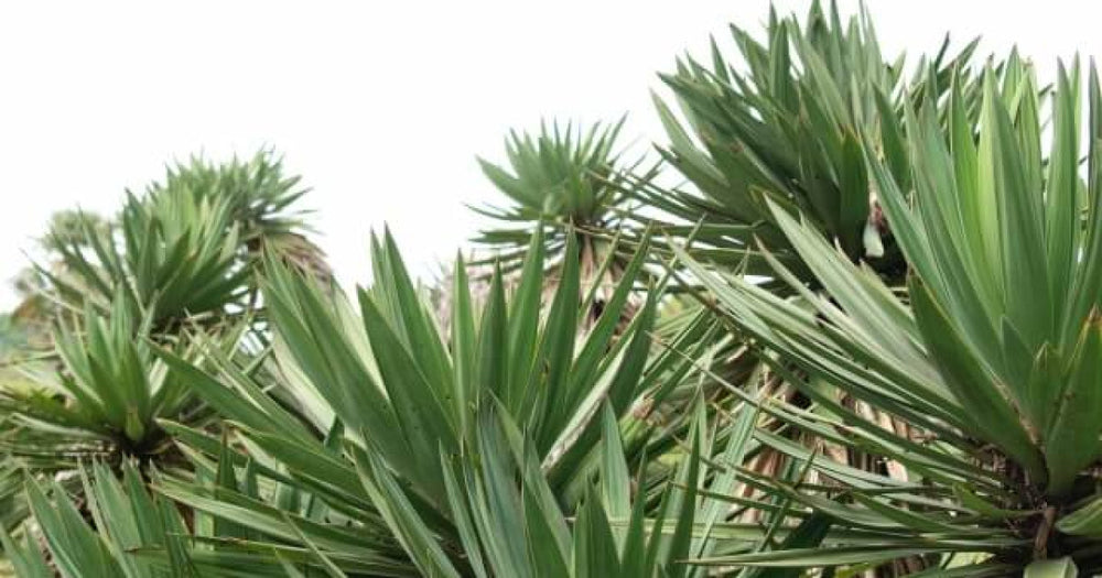 ユッカ・アロイフォリアの育て方