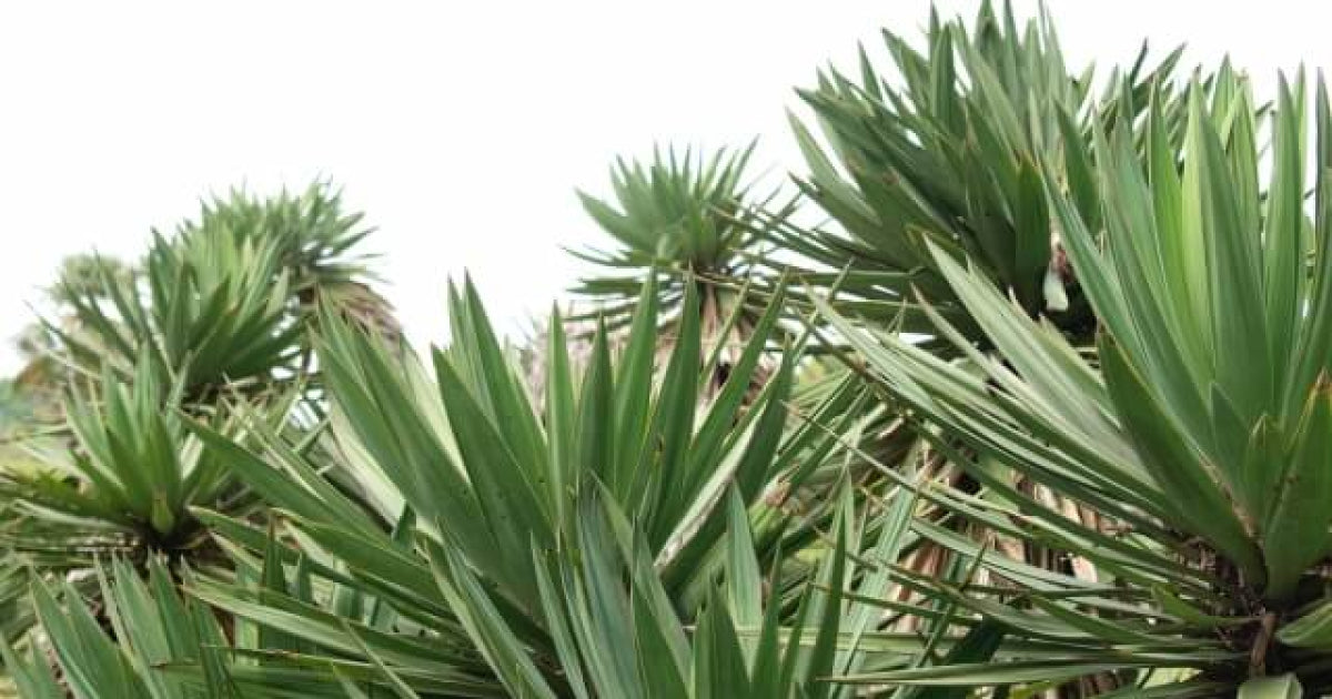 ユッカ・アロイフォリアの育て方