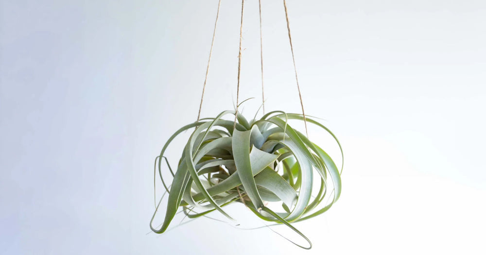 【カンタン】エアプランツの育て方