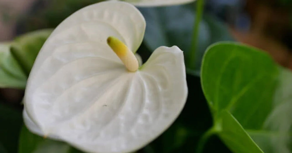 アンスリウム・エクリプスの育て方