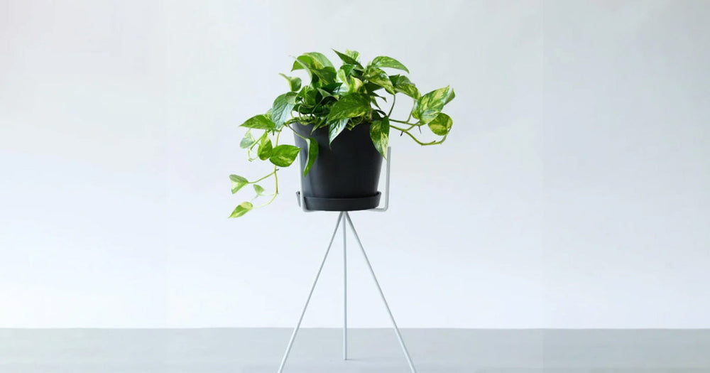 ポトス・ゴールデンの育て方