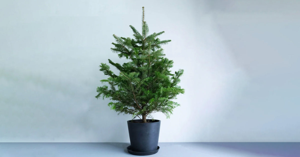 モミの木の育て方