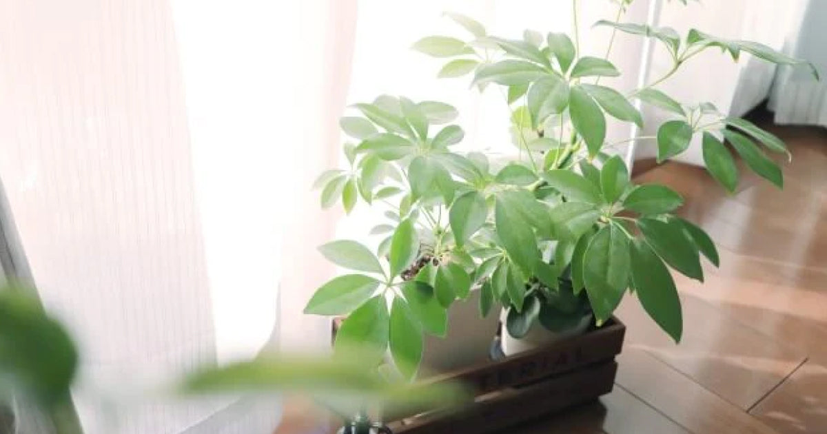 シェフレラ・チェンマイの育て方