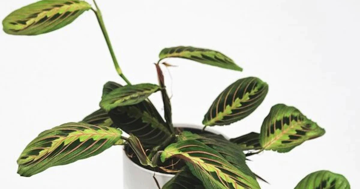 マランタ・レウコネウラ・ファッシアータの育て方