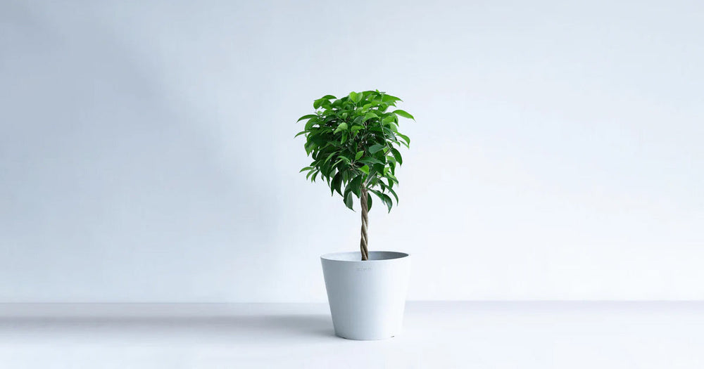 フィカス・ベンジャミンの育て方