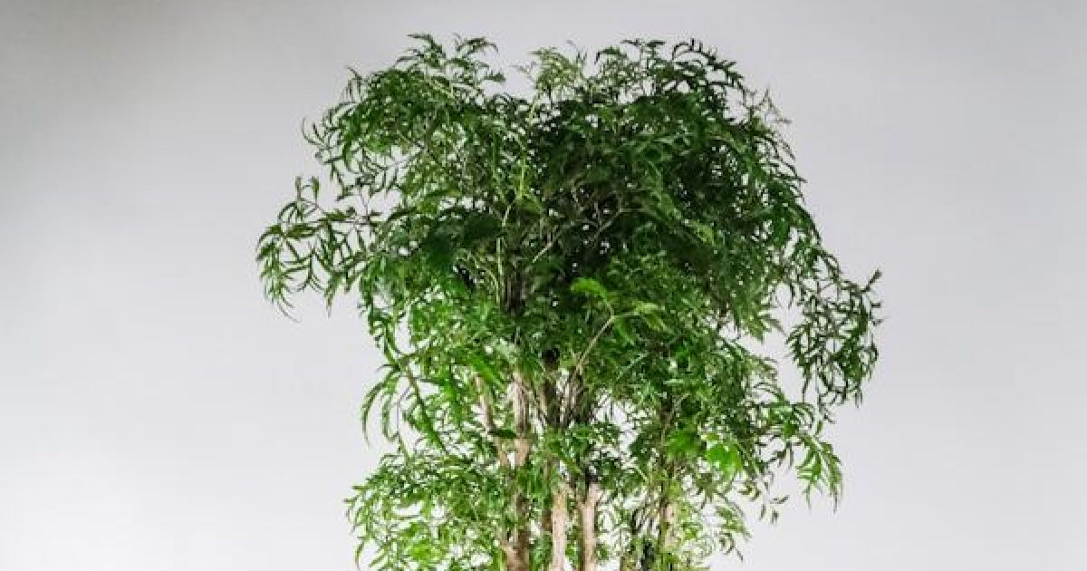 ポリシャス・スターシャの育て方