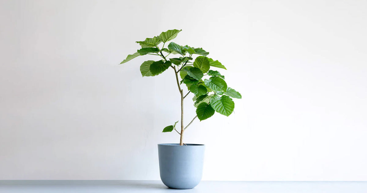 フィカス・ウンベラータの育て方