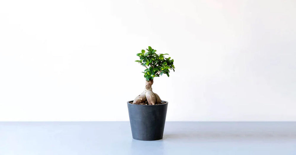 【初心者必見】ガジュマル（多幸の木）の育て方5つのポイント