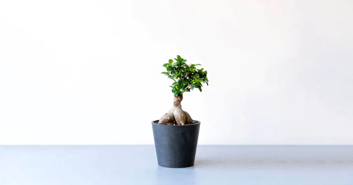 ガジュマルの育て方