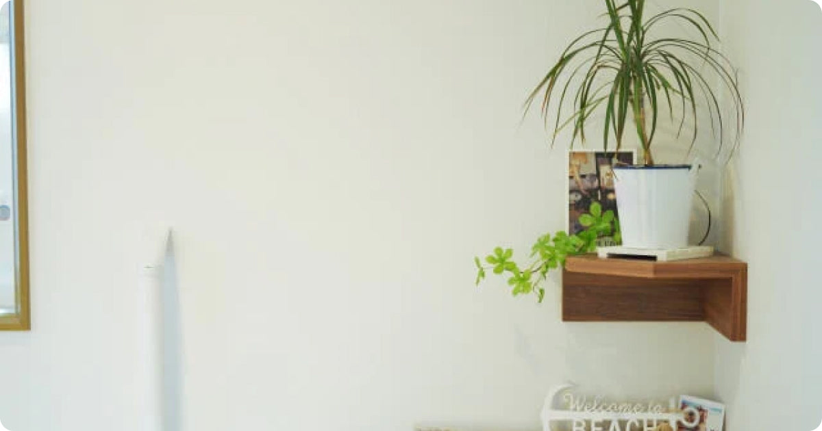 ドラセナ・カンボジアーナの育て方