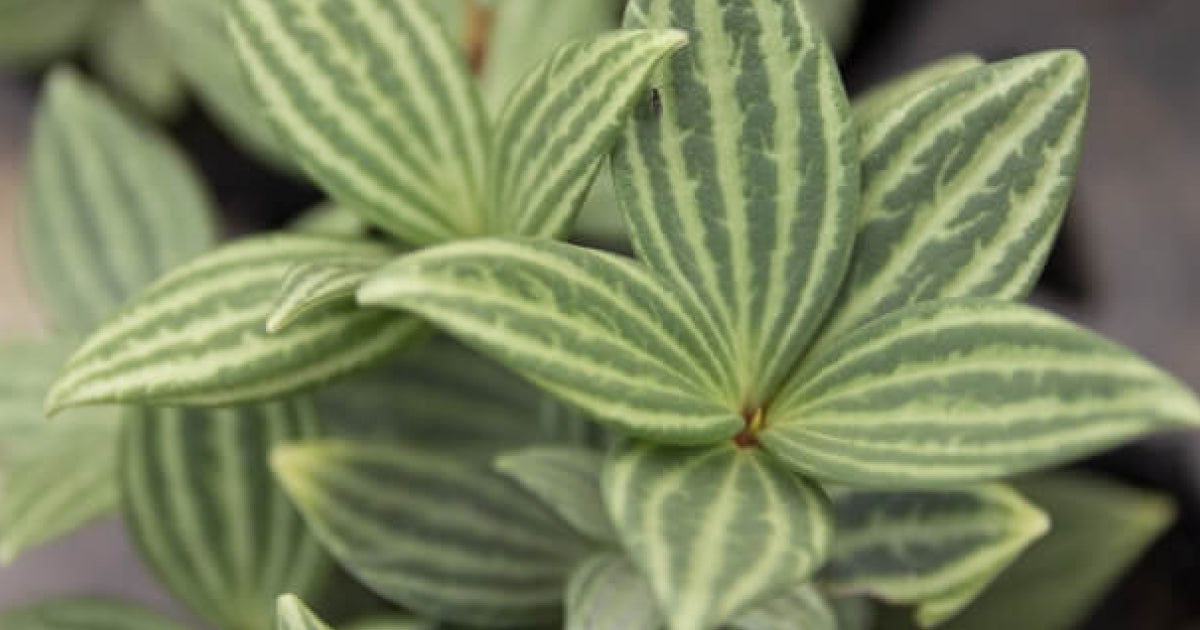 ペペロミア・プテオラータの育て方