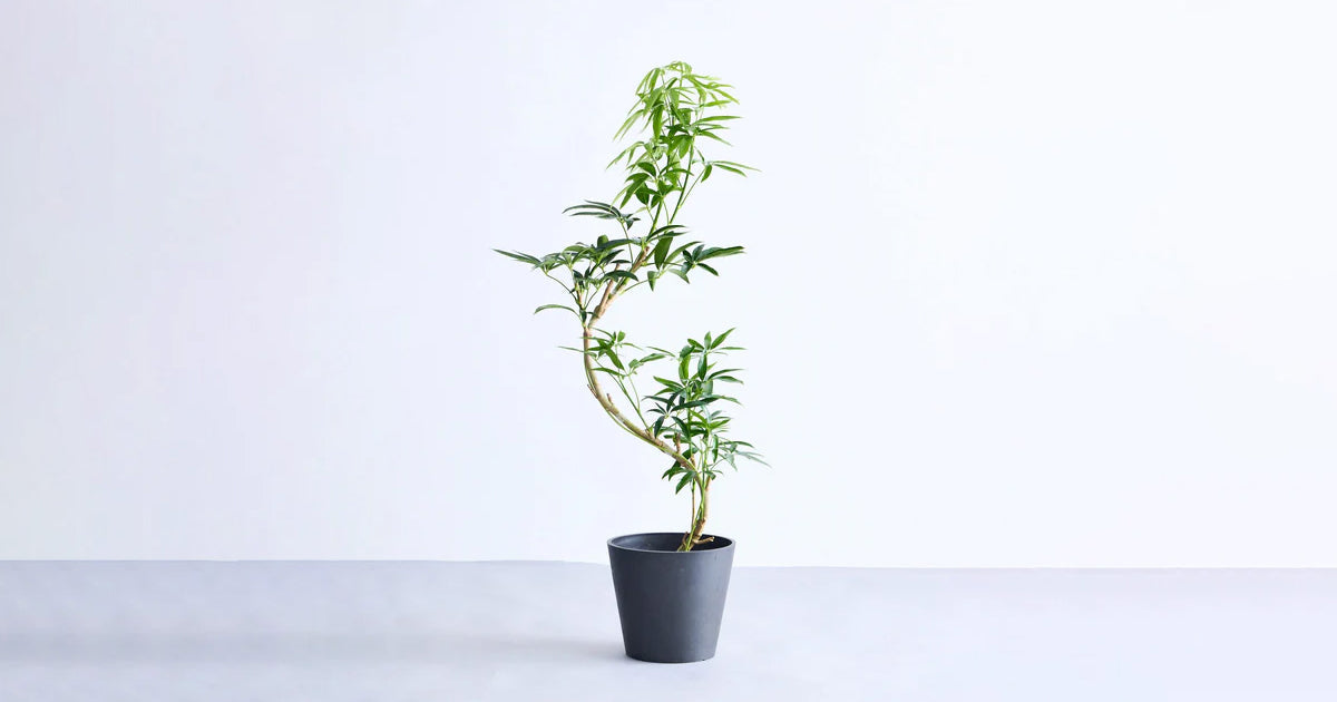 シェフレラ・アンガスティフォリアの育て方