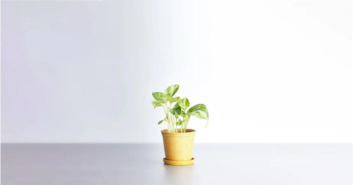 ポトス・マーブル　育て方