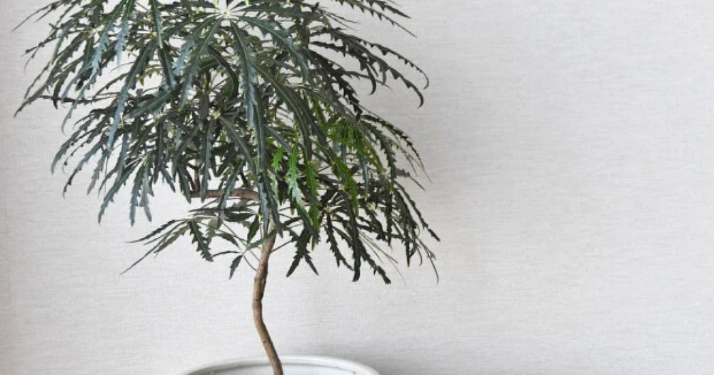 アラレア・エレガンテシマの育て方