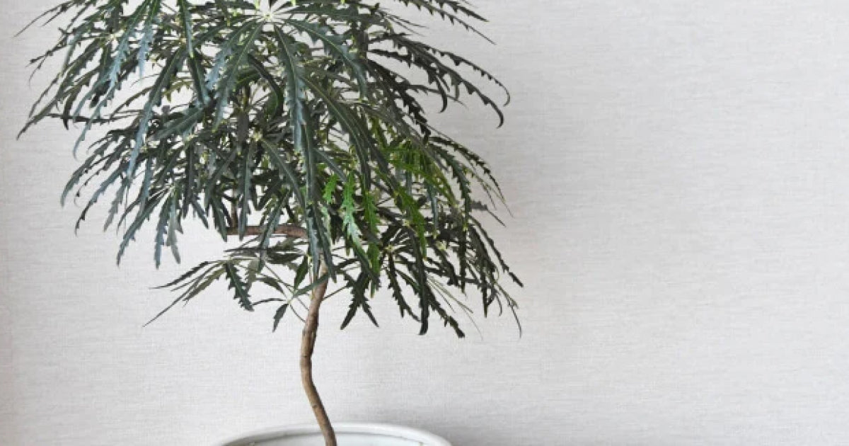 アラレア・エレガンテシマの育て方