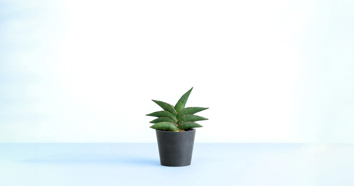 サンスベリア・サムライドワーフの育て方