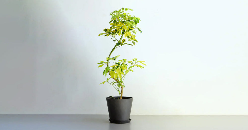 シェフレラ(ホンコンカポック)・ハッピーイエローの育て方