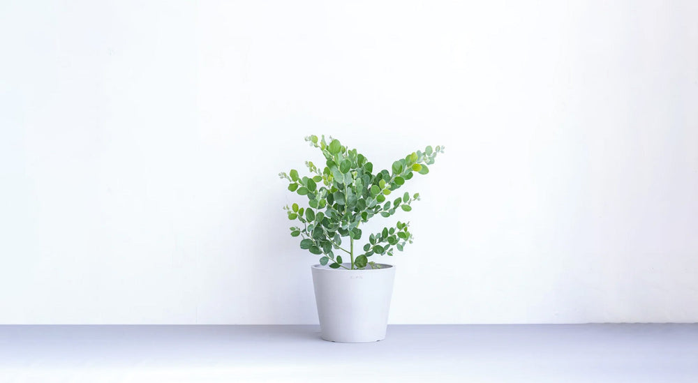 アカシアの育て方