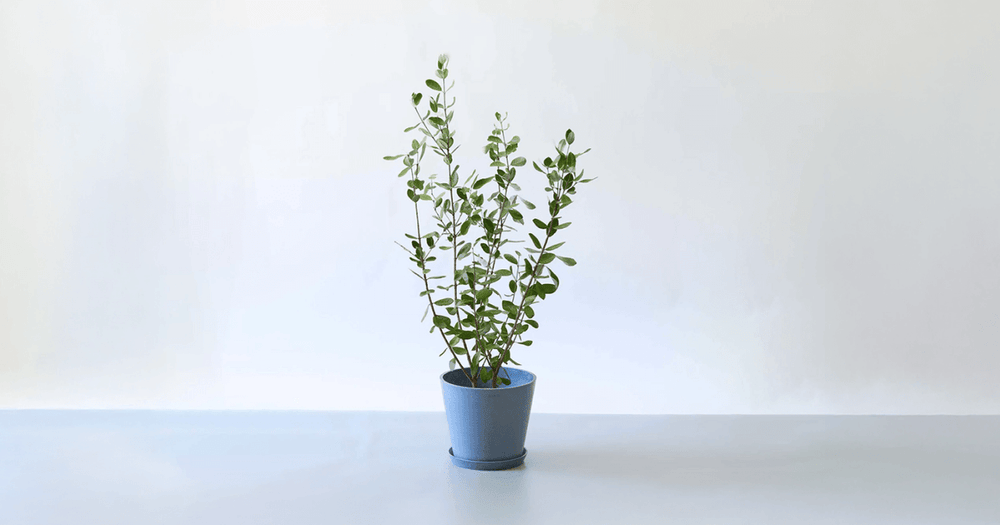 フェイジョアの育て方｜毒性や害虫の心配を解決！屋外栽培のコツを紹介