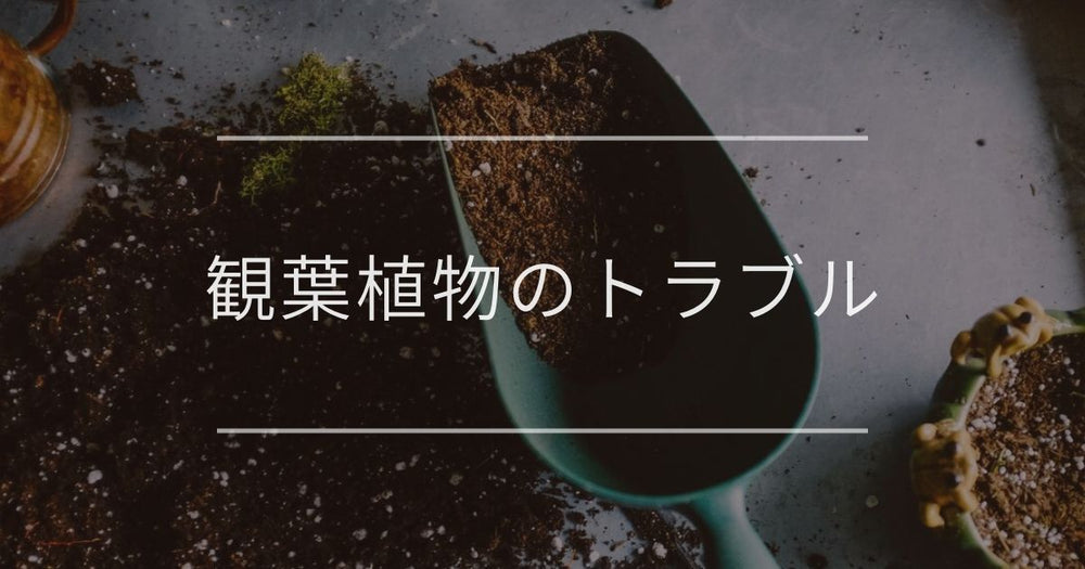 観葉植物のトラブル｜主な症状と対処法まとめ