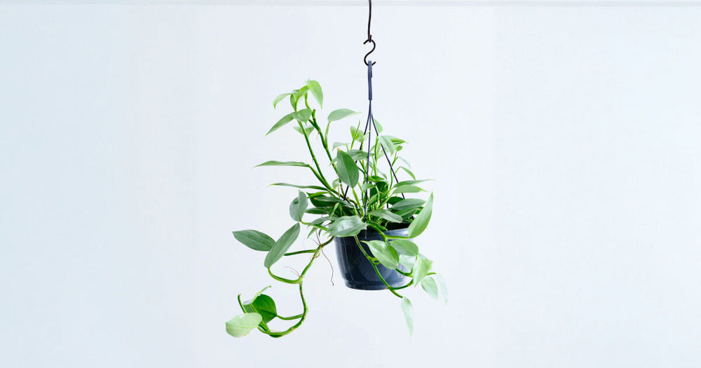 フィロデンドロン・シルバーメタルの育て方｜6つのポイントと増やし方について