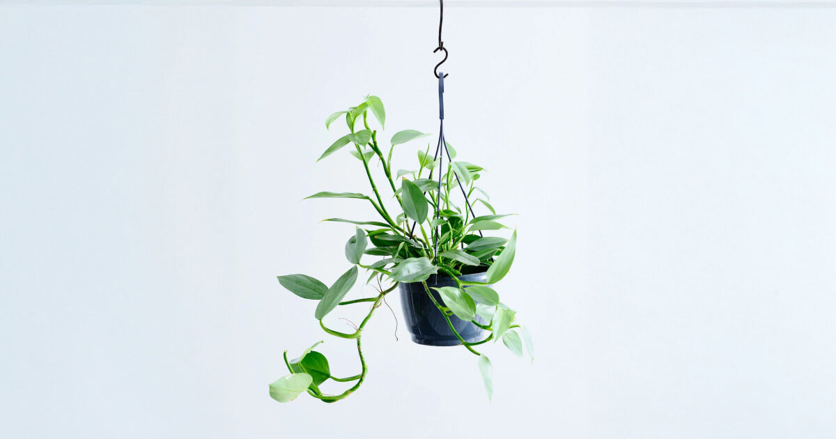 フィロデンドロン・シルバーメタルの育て方｜6つのポイントと増やし方について