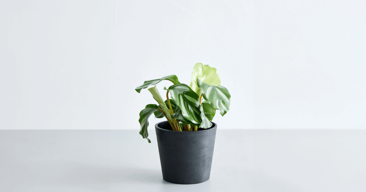 カラテア・ベザールの育て方｜葉が丸まる・垂れるトラブルも完全解説