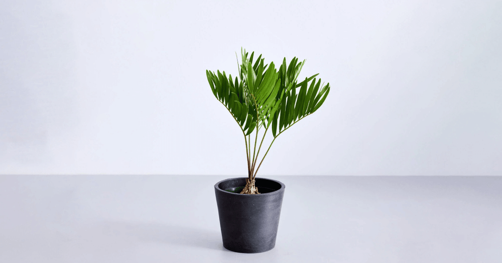 ザミア・フロリダーナの育て方｜5つのポイントとよくあるトラブルについて