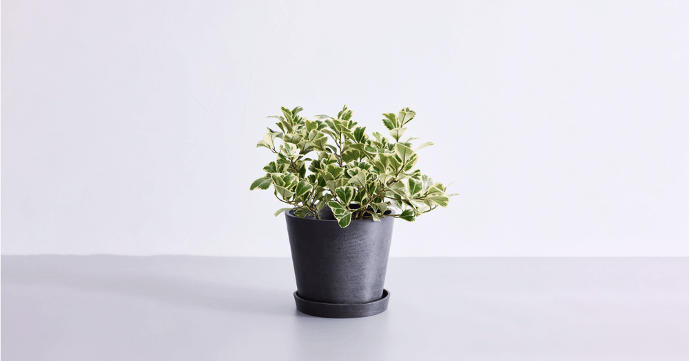 フィカス・スイートハートの育て方｜トラブル回避のコツやよくある質問