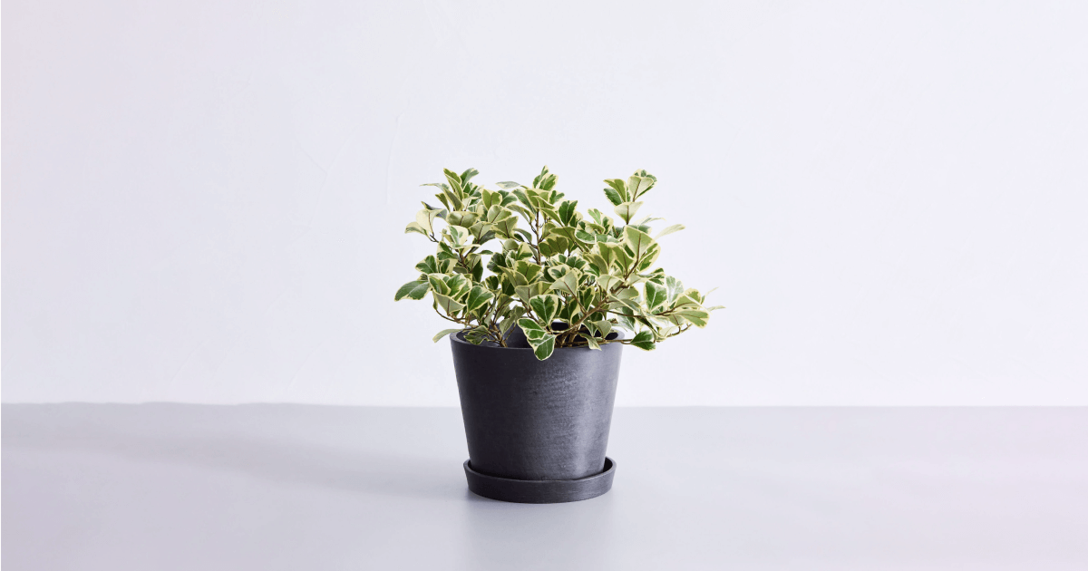 フィカス・スイートハートの育て方