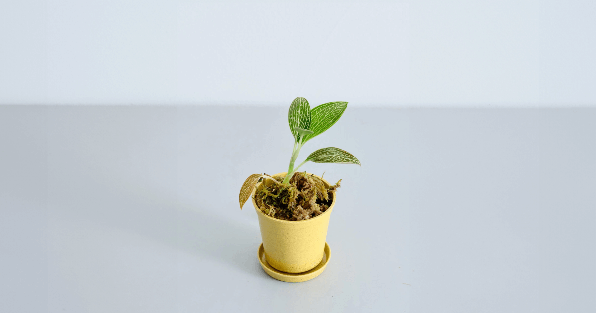 ジュエルオーキッド(ルディシア トリカラー)の育て方