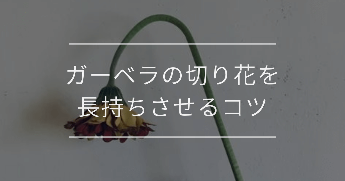 ガーベラの切り花を長持ちさせるコツ｜注意点やしおれる際の対処法