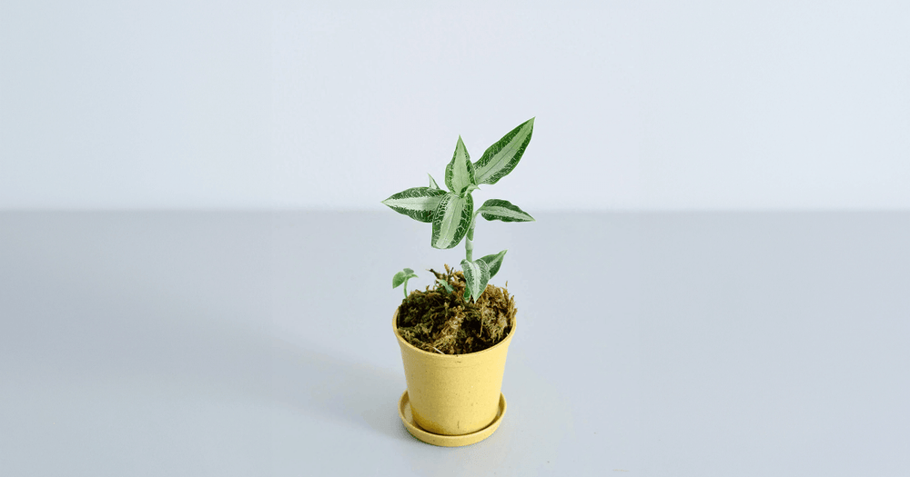 ジュエルオーキッド(アストピギネア アルゲンティア)の育て方