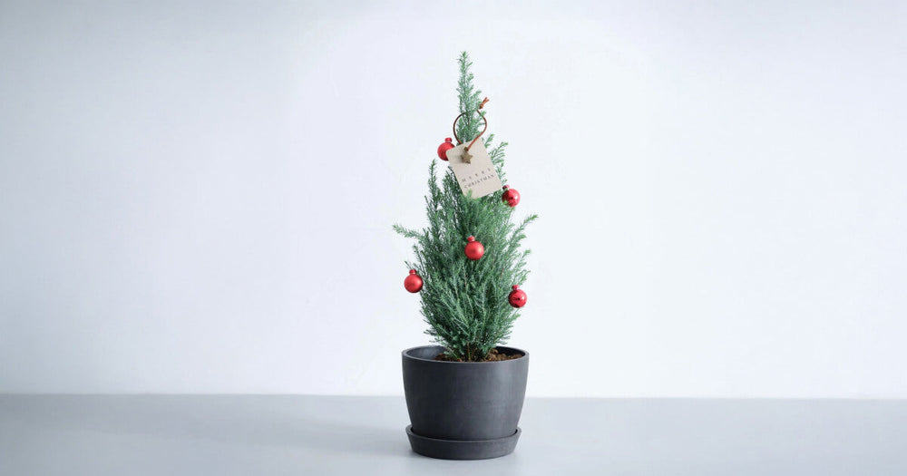 ローソンヒノキの育て方｜5つのポイントとトラブルについて解説