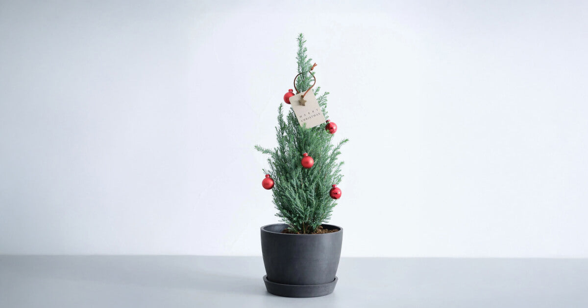 ローソンヒノキの育て方｜5つのポイントとトラブルについて解説