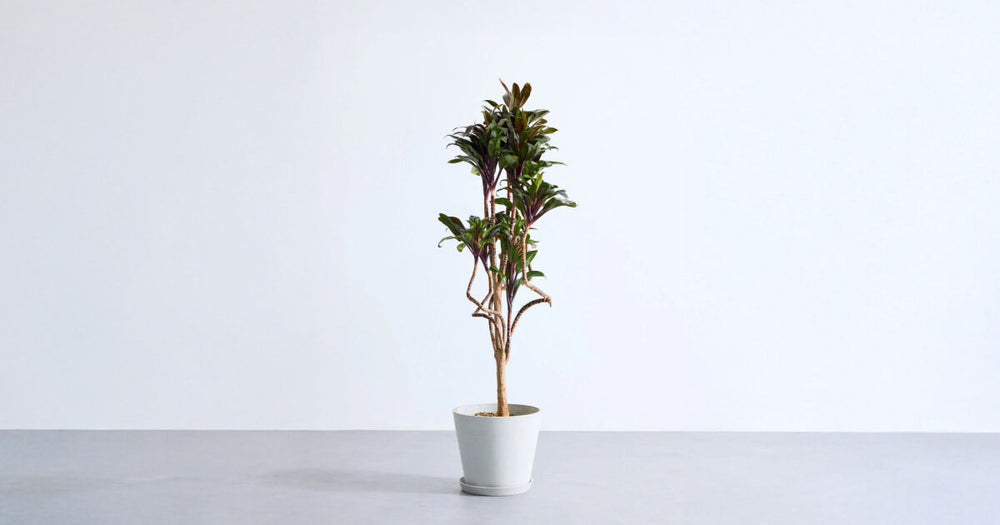 ドラセナ・パープルコンパクタの育て方｜増やし方とよくあるトラブルも解説