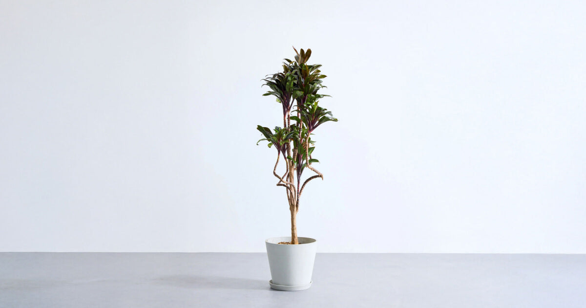 ドラセナ・パープルコンパクタの育て方｜増やし方とよくあるトラブルも解説