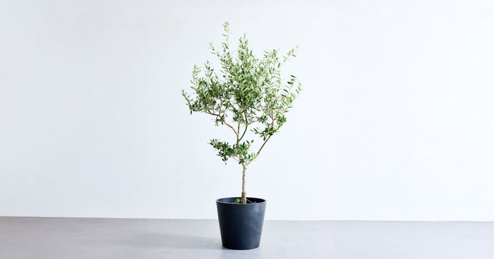 オリーブ・コロネイキの育て方｜害虫を防ぐコツ！これで屋外でも失敗しない