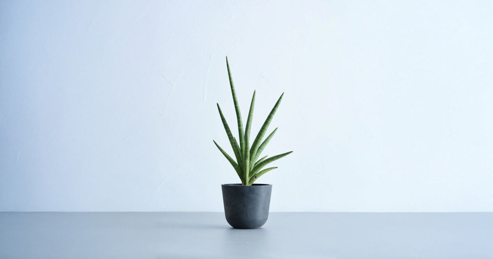 サンスベリア・ボブの育て方｜5つのコツと増やし方について