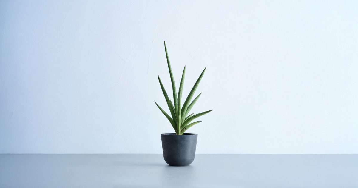 サンスベリア・ボブの育て方｜5つのコツと増やし方について