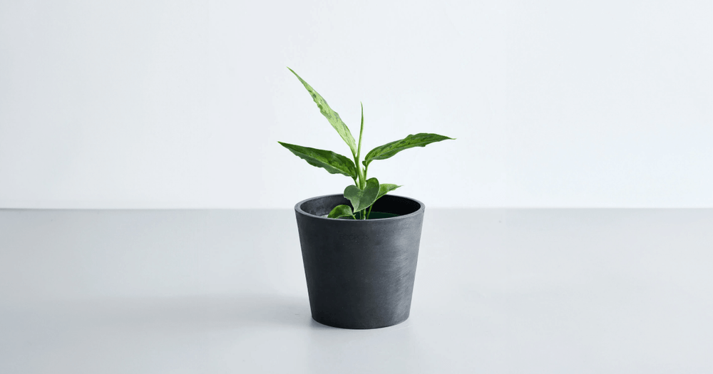 アグラオネマ・ピクタムの育て方｜増やし方やトラブル対処のコツ