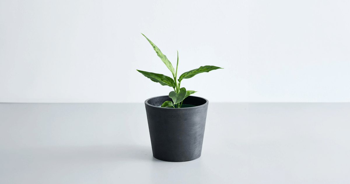 アグラオネマ・ピクタムの育て方｜増やし方やトラブル対処のコツ