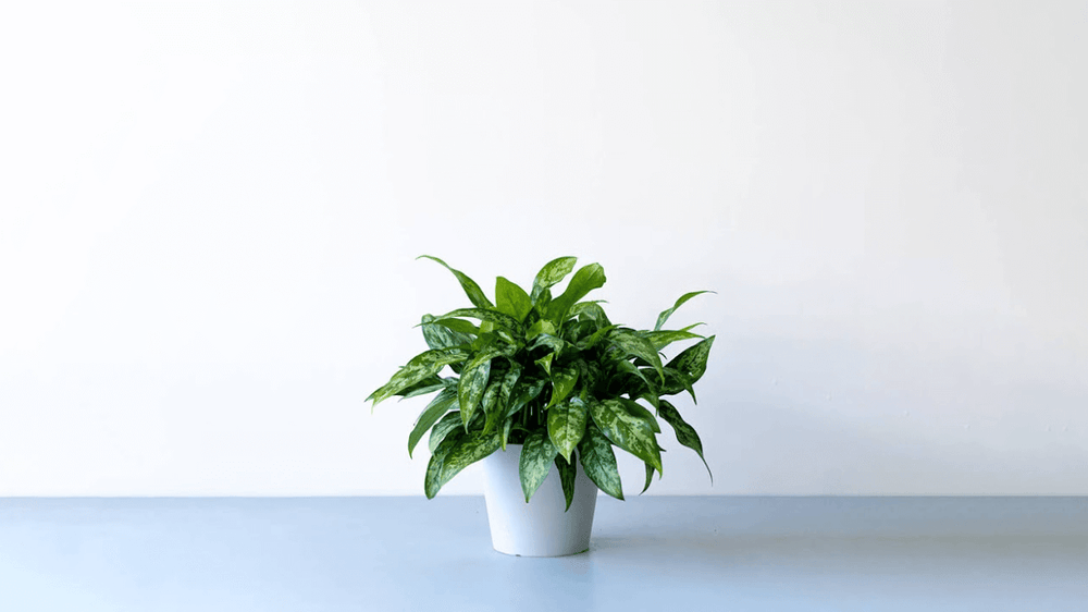 アグラオネマの育て方｜種類・育て方のコツ・増やし方まで徹底解説