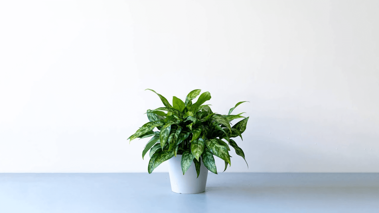 アグラオネマの育て方｜種類・育て方のコツ・増やし方まで徹底解説