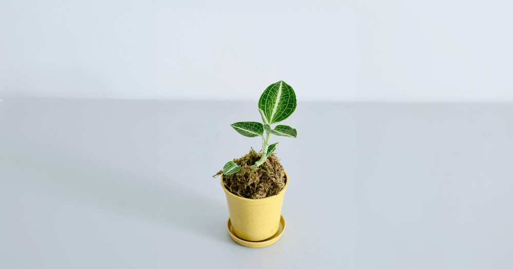 ジュエルオーキッド（アネクトキルス ロクスバーギー）の育て方