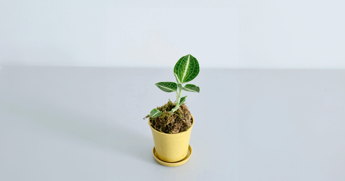 ジュエルオーキッド（アネクトキルス ロクスバーギー）の育て方