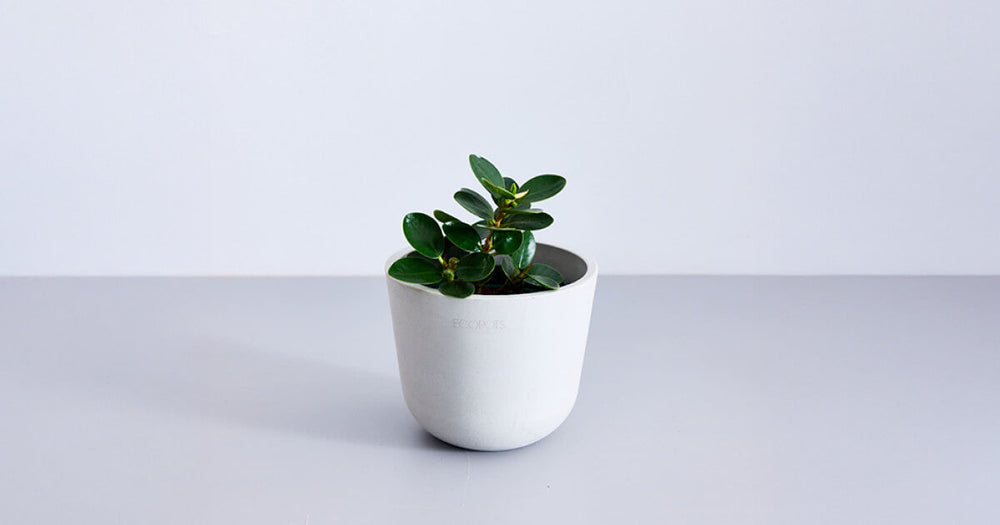 コパンダガジュマルの育て方｜植え替えや増やし方も解説