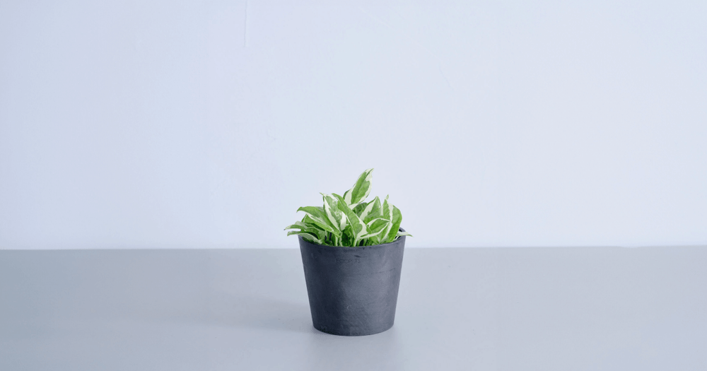 ポトスエンジョイの育て方｜よくあるトラブルも解説