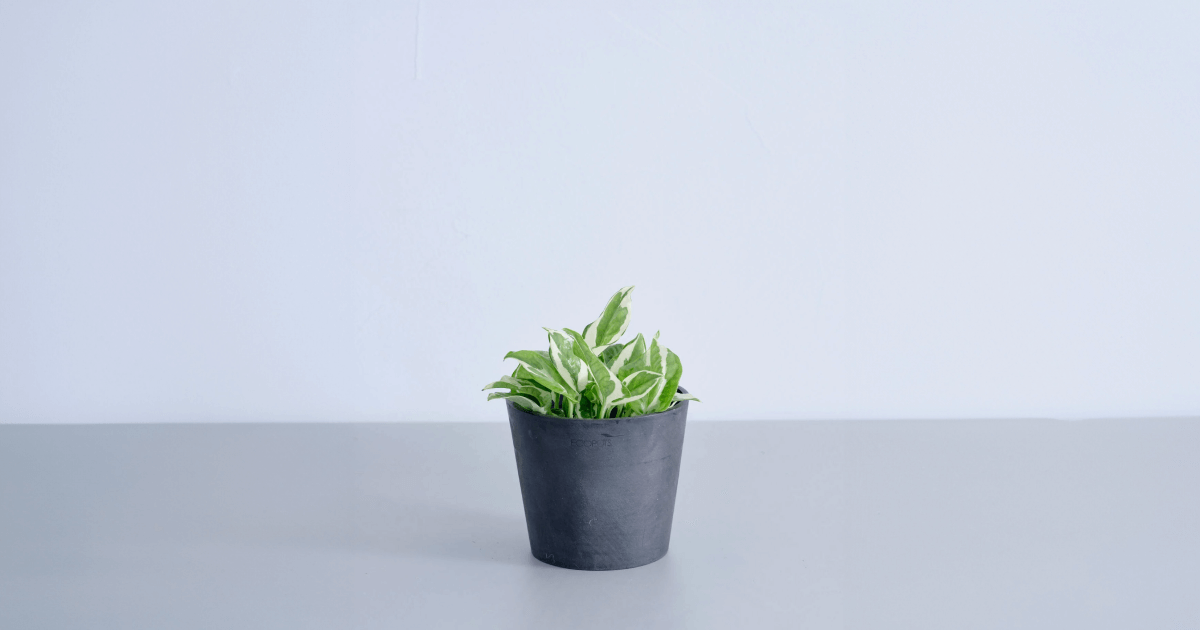 ポトスエンジョイの育て方｜よくあるトラブルも解説